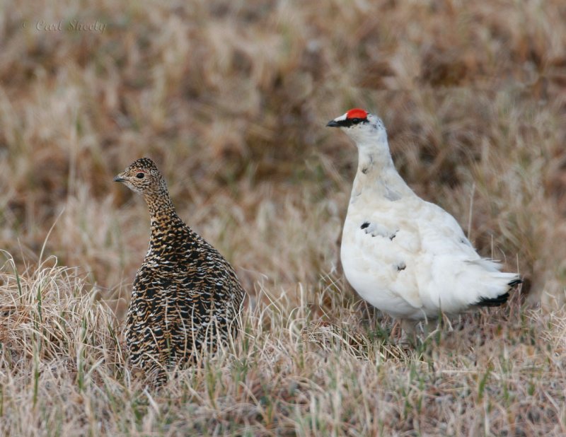 Rock Ptarmigan-7.jpg