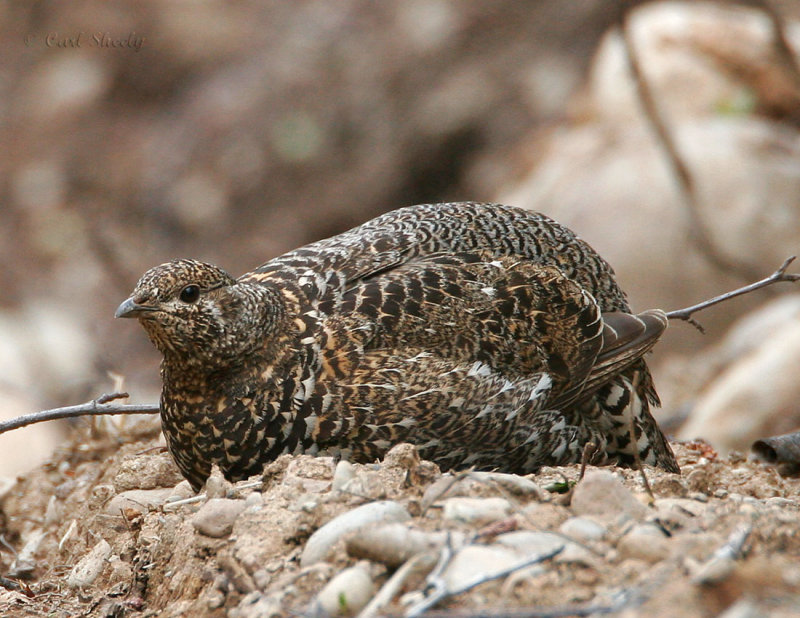 Spruce Grouse-4.jpg