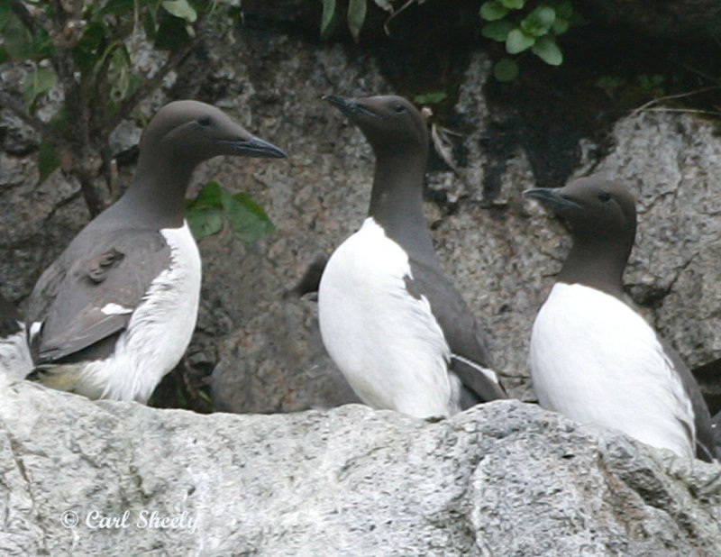 Common Murres_3.jpg