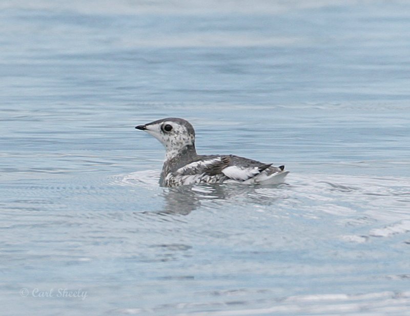 Kittlitzs Murrelet-7.jpg