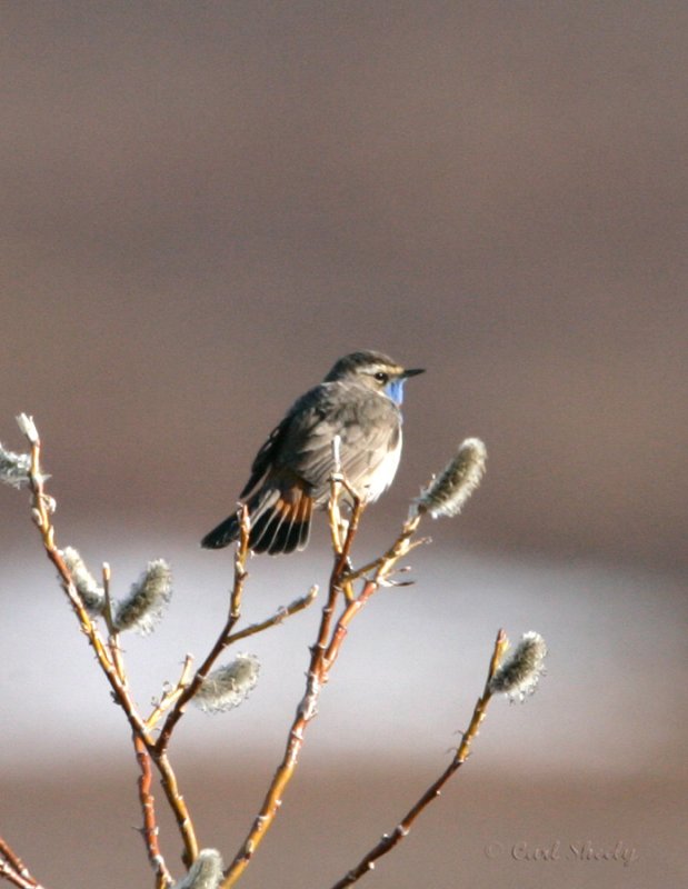 Bluethroat_5.jpg