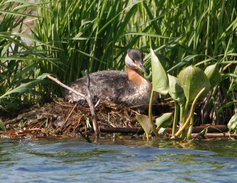 Red-necked Grebe_2.jpg
