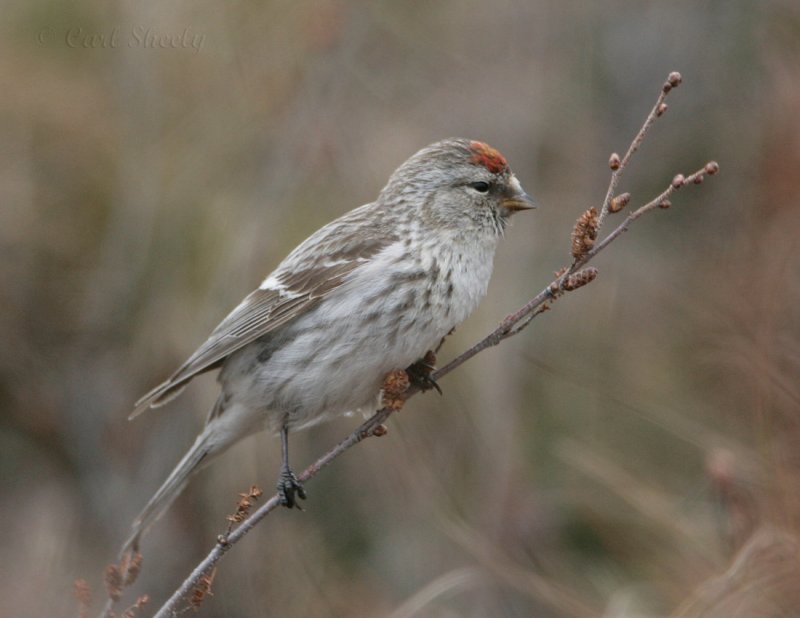 Common Redpoll_1.jpg