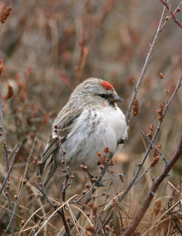 Common Redpoll_2.jpg