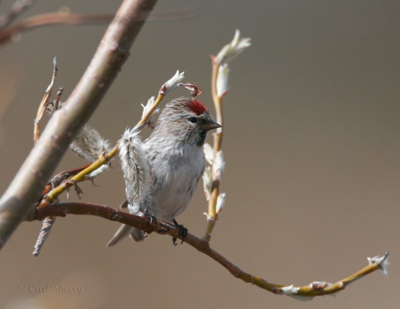Common Redpoll_3jpg.jpg