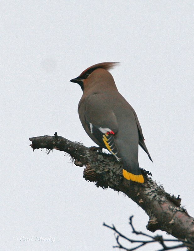 Bohemian Waxwing--2.jpg