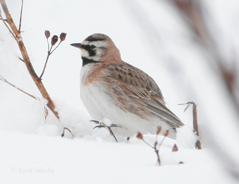 Horned Lark_2.jpg