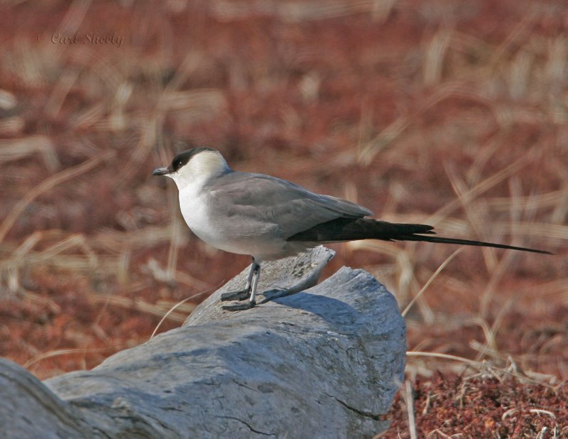 Long-tailed Jaeger_1.jpg