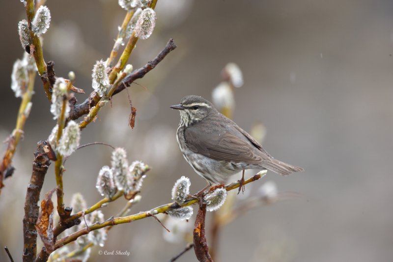Northern Waterthrush_1.jpg
