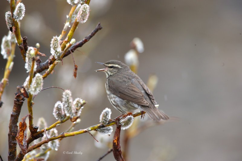 Northern Waterthrush_2.jpg