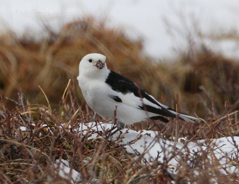 Snow Bunting_2.jpg
