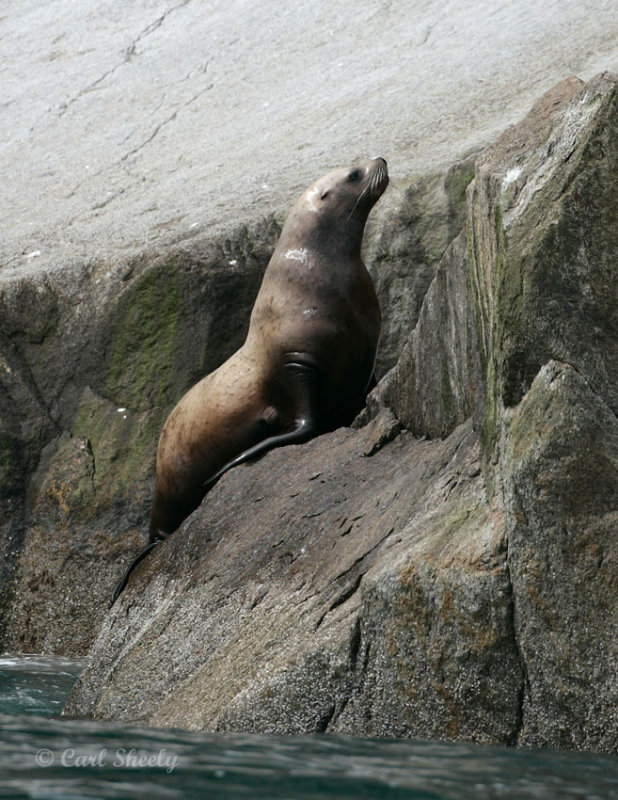 Eared Seal.jpg