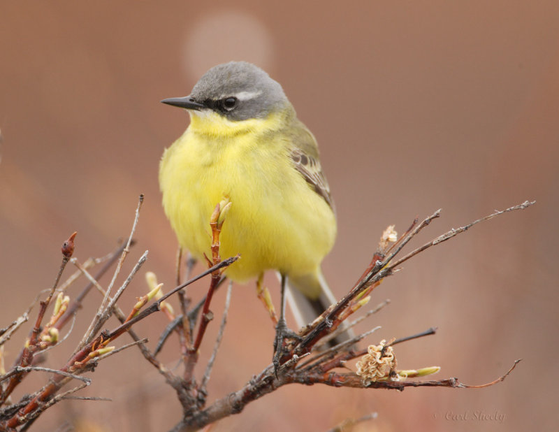 Yellow Wagtail_5.jpg