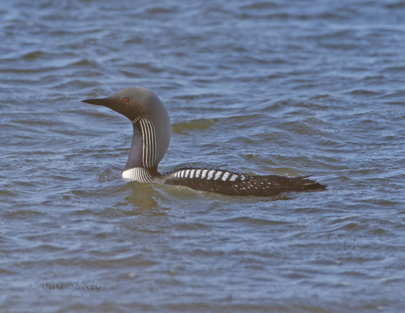 Pacific Loon