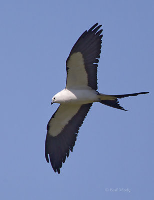 Swallow-tail Kite-2.jpg