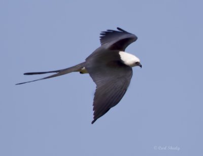 Swallow-tail Kite-3.jpg