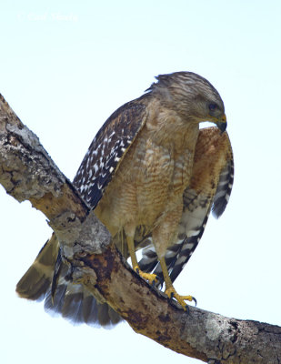 Red-shouldered Hawk3177.jpg