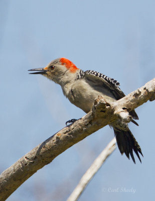 Red-bellied Woodpecker3250.jpg