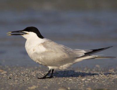 Sandwich Tern