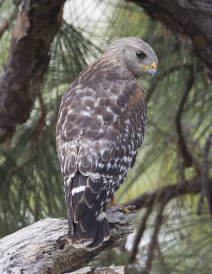 Red-shouldered Hawk2413.jpg