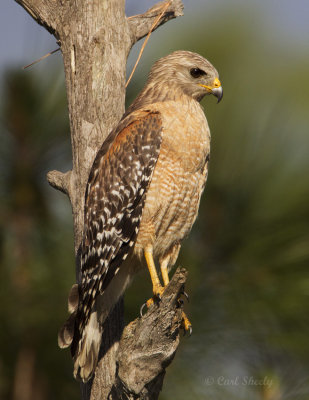 Red-shouldered Hawk2456.jpg