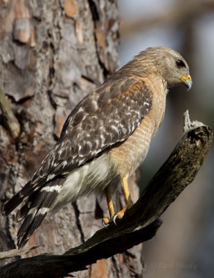 Red-shouldered Hawk2465.jpg