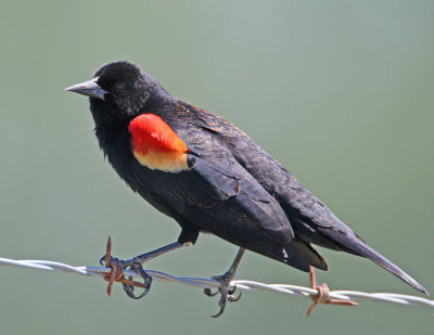 Red-winged Blackbird3767.jpg