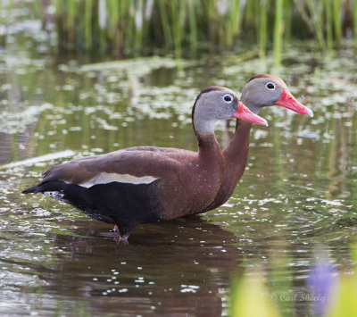 Black-bellied Whistling Ducks3275.jpg