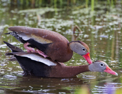 Black-bellied Whistling-Ducks3281.jpg