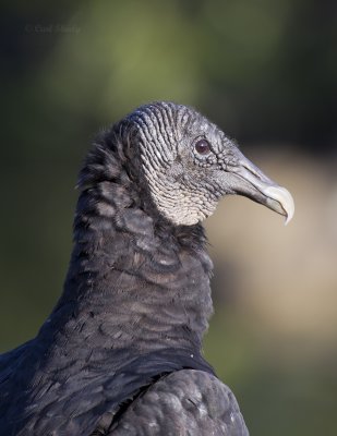 Black Vulture2793.jpg