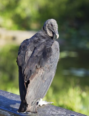 Black Vulture2797.jpg