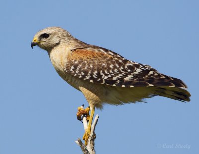 Red-shouldered Hawk2872.jpg