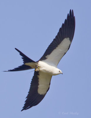 Swallow-tail Kite2895.jpg