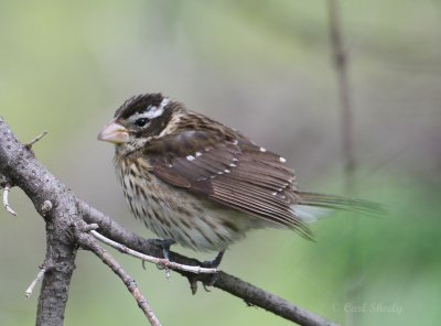 Black-headed Grosbeak4068.jpg