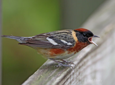 Bay-brested Warbler4158.jpg