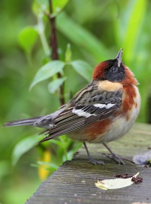Bay-brested Warbler4165.jpg