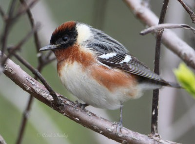 Bay-brested Warbler4182.jpg