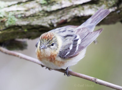 Bay-brested Warbler-f-4245.jpg