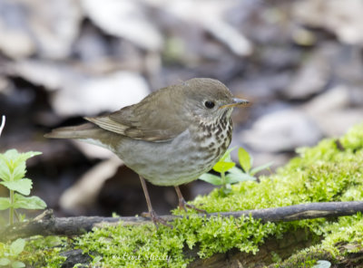 Gray-cheeked Thrush4307.jpg