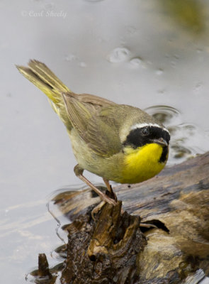 Common Yellowthroat Warbler