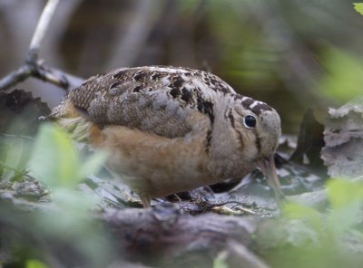 Woodcock4458.jpg