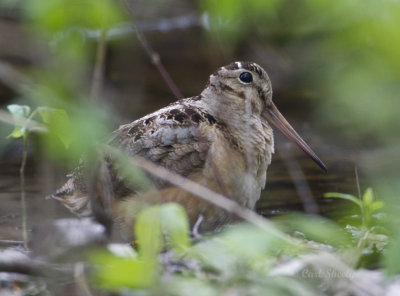Woodcock4476.jpg