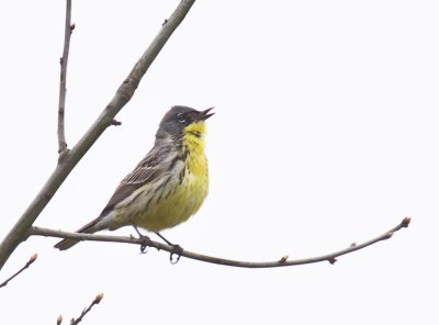 Kirtland's Warbler