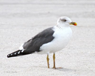 Lesser Black-backed Gull.jpg