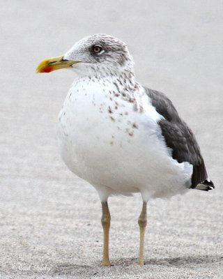 Lesser Black-backed Gull-2.jpg