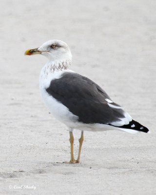 Lesser Black-backed Gull-3.jpg