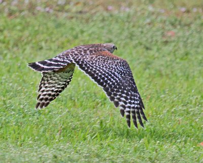 Red-shouldered Hawk-13.jpg