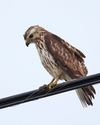 Broad-winged Hawk-juv.jpg