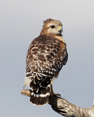 Red-shouldered Hawk-14.jpg