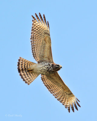 Short-tailed Hawk-6.jpg